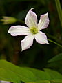Clematis viticella Little Nell IMG_7170 Powojnik